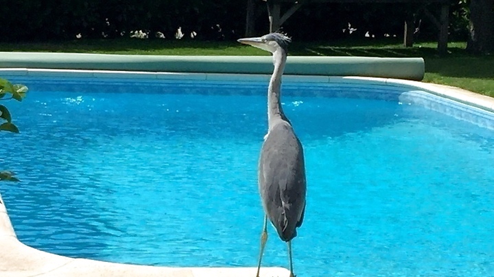 Appartement 1 pièce à Obergösgen (SO), meublé